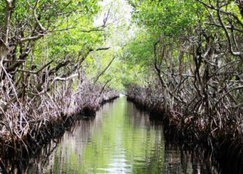Desa Saliki Siap Kelola Kawasan Mangrove Jadi Wisata Baru