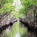 Desa Saliki Siap Kelola Kawasan Mangrove Jadi Wisata Baru