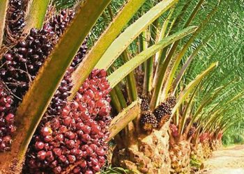 Disbun Kukar Gencarkan Program STD-B, Upaya Peningkatan Potensi Kebun Sawit