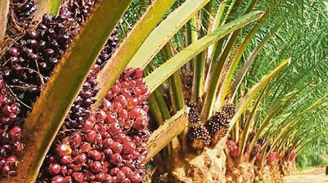 Disbun Kukar Gencarkan Program STD-B, Upaya Peningkatan Potensi Kebun Sawit