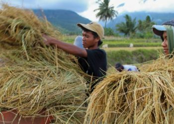 Pembangunan Sektor Pertanian di Maluhu Mendapat Dukungan Kuat