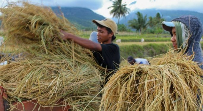 Pembangunan Sektor Pertanian di Maluhu Mendapat Dukungan Kuat