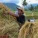 Pembangunan Sektor Pertanian di Maluhu Mendapat Dukungan Kuat