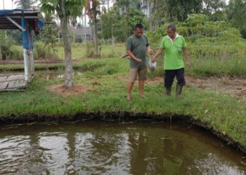 Sukses Budidaya Ikan, Warga Desa Purwajaya Kukar Raup Omzet Tinggi