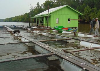 Pemuda Desa Ponoragan Berperan Aktif dalam Pengembangan Perikanan