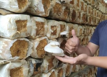Budidaya Jamur Tiram Jadi Fokus Pendampingan UMKM di Kelurahan Melayu