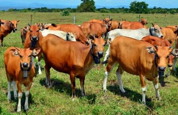 Lahan Pasca Tambang di Sangasanga Akan Dikembangkan Menjadi Peternakan Sapi untuk IKN