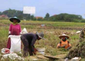 Bantuan Pemkab Kukar Dorong Produktivitas Pertanian di Desa Jembayan
