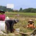 Bantuan Pemkab Kukar Dorong Produktivitas Pertanian di Desa Jembayan