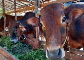 Ratusan Bibit Ternak Unggul Disalurkan Distanak Kukar