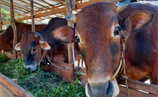 Ratusan Bibit Ternak Unggul Disalurkan Distanak Kukar