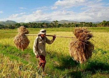 Kawasan Pertanian Terintegrasi di Muara Kaman, Dukungan Kukar untuk Lumbung Pangan Kaltim dan IKN Nusantara