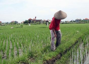 Penguatan Sektor Pertanian di Muara Kaman untuk Kesejahteraan Warga