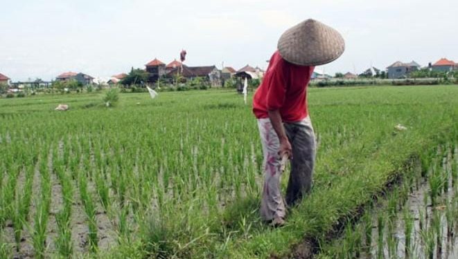 Penguatan Sektor Pertanian di Muara Kaman untuk Kesejahteraan Warga