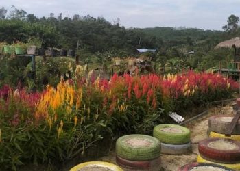 Desa Tani Bhakti Muncul sebagai Primadona Destinasi Agrowisata