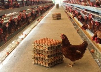 Loa Duri Ilir Tingkatkan Peternakan Ayam Omega 3 Probiotik untuk Mendukung Ketahanan Pangan