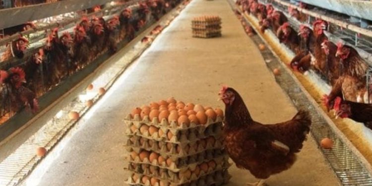 Loa Duri Ilir Tingkatkan Peternakan Ayam Omega 3 Probiotik untuk Mendukung Ketahanan Pangan