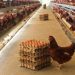 Loa Duri Ilir Tingkatkan Peternakan Ayam Omega 3 Probiotik untuk Mendukung Ketahanan Pangan