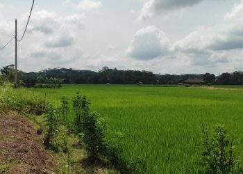 Pertanian Kunci Swasembada Pangan di Kecamatan Tenggarong