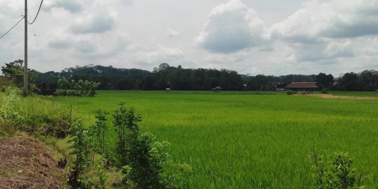 Pertanian Kunci Swasembada Pangan di Kecamatan Tenggarong