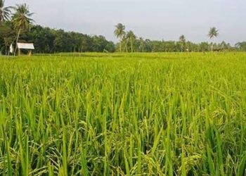 Desa Rapak Lambur Berpotensi Menjadi Pusat Produksi Pangan Unggulan di Kukar