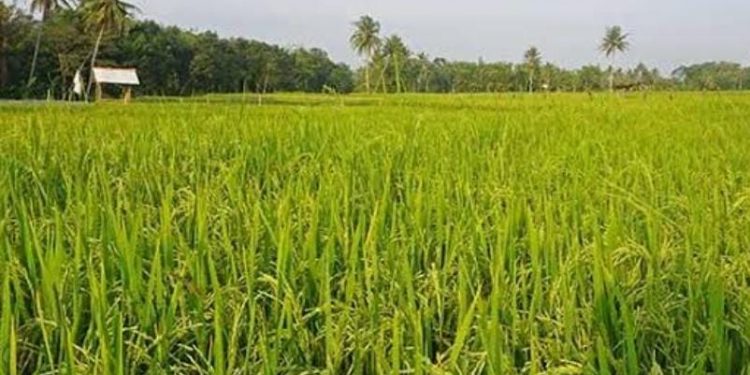 Desa Rapak Lambur Berpotensi Menjadi Pusat Produksi Pangan Unggulan di Kukar