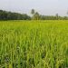 Desa Rapak Lambur Berpotensi Menjadi Pusat Produksi Pangan Unggulan di Kukar