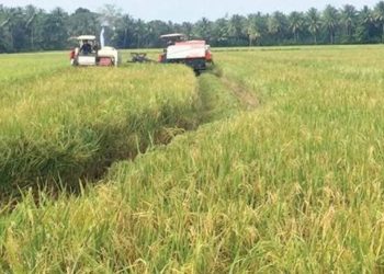 Camat Kota Bangun Darat Fokus pada Pengembangan Pertanian