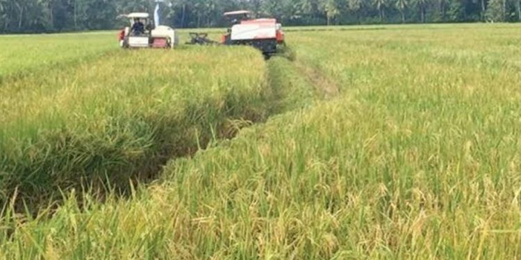 Camat Kota Bangun Darat Fokus pada Pengembangan Pertanian