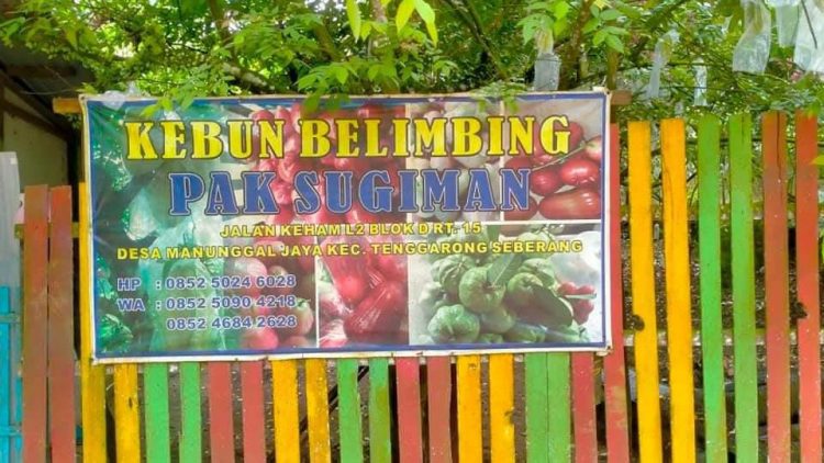Desa Manunggal Jaya Dorong Wisata Kebun Belimbing untuk Tingkatkan Ekonomi
