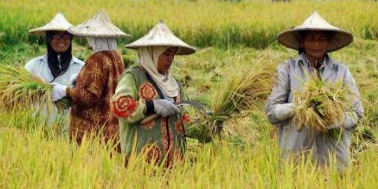 APBD Kukar 2025: Tekankan Penguatan Sektor Ketahanan Pangan