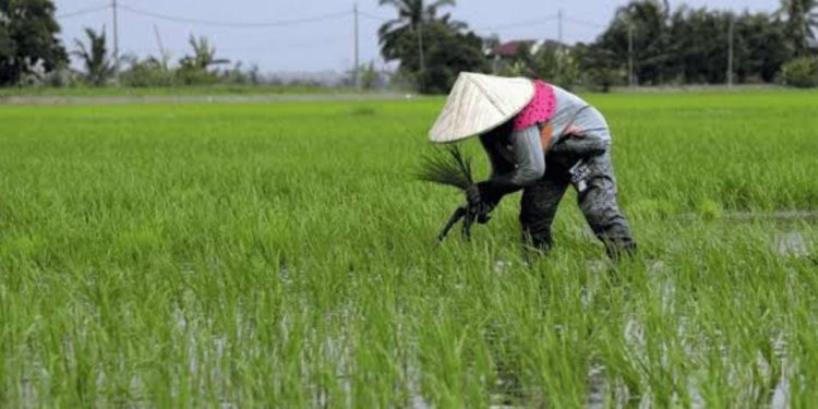 Pemkab Kukar Investasi Rp700 Miliar untuk Revitalisasi Pertanian