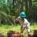 Petani Sawit di Kembang Janggut Hadapi Sengketa Lahan, Kepala Desa Muai Janji Perjuangkan Hak Warga