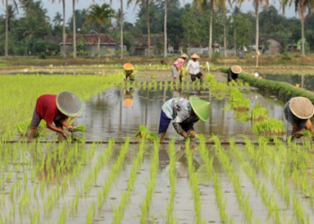 Distanak Kukar Ajak Petani Maksimalkan Potensi Lahan untuk Peningkatan Pertanian Hulu