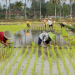 Distanak Kukar Ajak Petani Maksimalkan Potensi Lahan untuk Peningkatan Pertanian Hulu