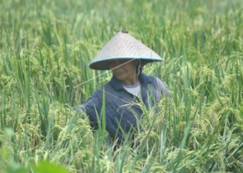Desa Loa Pari Bangun Solusi Jangka Panjang untuk Lindungi Ketahanan Pangan dari Ancaman Banjir