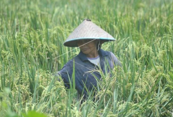 Desa Loa Pari Bangun Solusi Jangka Panjang untuk Lindungi Ketahanan Pangan dari Ancaman Banjir