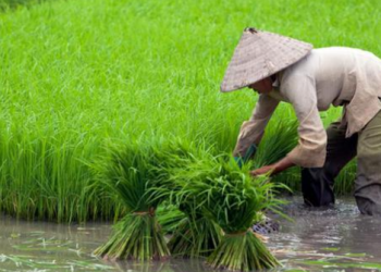 Desa Sebuntal Mengadopsi Pertanian Modern untuk Memenuhi Kebutuhan Pangan IKN