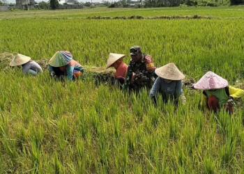 Modernisasi Pertanian Jadi Prioritas Kecamatan Tenggarong Seberang untuk Tingkatkan Kesejahteraan Petani