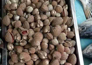Kerang Muara Badak Kukar Diminati Pasar Nasional, DKP Kukar Fokus Perluas Pemasaran