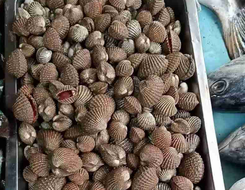 Kerang Muara Badak Kukar Diminati Pasar Nasional, DKP Kukar Fokus Perluas Pemasaran