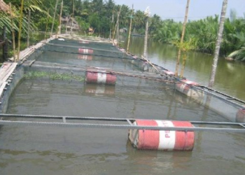 Potensi Produksi Ikan 250 Ton per Tahun, DKP Kukar Optimalkan Budidaya di Pesisir dan Hulu