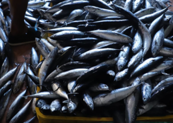 DKP Kukar Siapkan Program Pelatihan Intensif untuk Tingkatkan Produksi dan Pemasaran Ikan