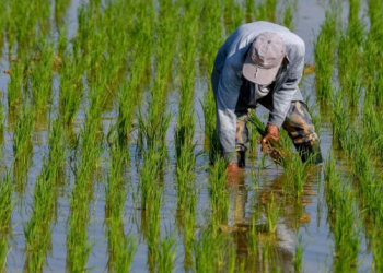Pemkab Kukar Jalin Kerja Sama dengan IPB untuk Perkuat Sektor Pertanian Hulu