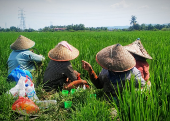 Pemkab Kukar Perkuat Penyuluh Pertanian, Dorong Transformasi Pertanian Modern dan Berkelanjutan