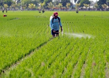 Cipari Makmur: Desa di Kukar yang Siap Jadi Pusat Pertanian Modern