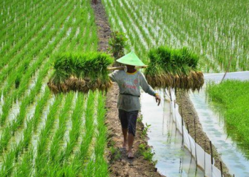 Optimalisasi Irigasi di Tenggarong Seberang untuk Perkuat Ketahanan Pangan