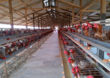 Peternakan Ayam Omega-3 Probiotik di Loa Duri Ilir, Dukung Ekonomi dan Pangan Sehat