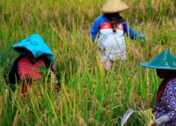 Desa Margahayu Optimalkan Potensi Pertanian untuk Kemandirian Ekonomi