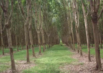 Kelola Perkebunan Karet, BUMDes Prangat Selatan Sumbang PADes Ratusan Juta